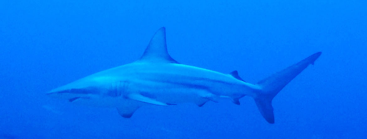 沖縄トライアングルダイビングのサメ